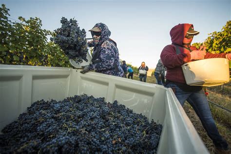 Inside scientists’ mission to save America’s wine industry from climate change